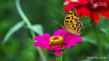 特写花朵上的蝴蝶蝴蝶采花粉